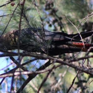 Calyptorhynchus lathami at Moruya, NSW - 19 Jun 2020