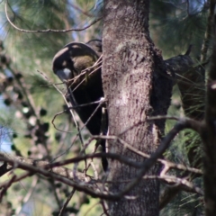 Calyptorhynchus lathami lathami at Moruya, NSW - suppressed