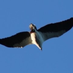 Haliaeetus leucogaster (White-bellied Sea-Eagle) at Batemans Marine Park - 19 Jun 2020 by LisaH