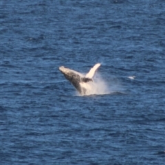 Megaptera novaeangliae (Humpback Whale) at Undefined, NSW - 19 Jun 2020 by LisaH