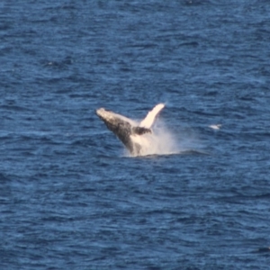 Megaptera novaeangliae at Undefined, NSW - 19 Jun 2020