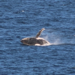 Megaptera novaeangliae at Undefined, NSW - 19 Jun 2020