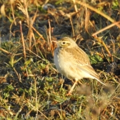 Anthus australis (Australian Pipit) at Cooleman Ridge - 18 Jun 2020 by HelenCross