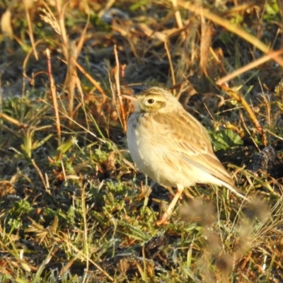 Anthus australis (Australian Pipit) at Kambah, ACT - 19 Jun 2020 by HelenCross