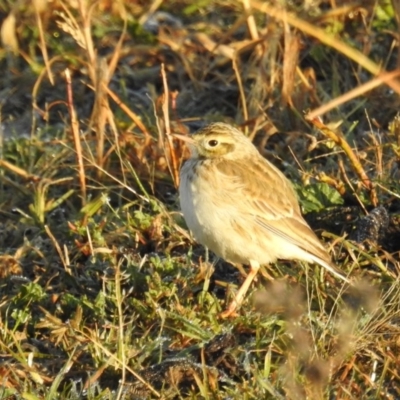 Anthus australis (Australian Pipit) at Kambah, ACT - 18 Jun 2020 by HelenCross