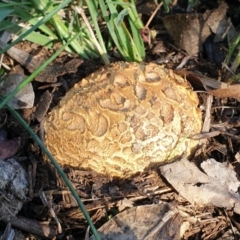 Scleroderma sp. (Scleroderma) at Mount Painter - 10 May 2020 by drakes