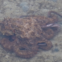 Octopus tetricus at North Narooma, NSW - 19 Jun 2020 by FionaG