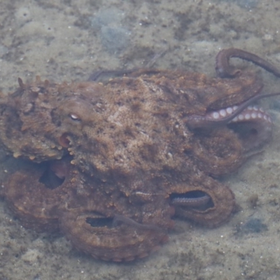 Octopus maorum at North Narooma, NSW - 19 Jun 2020 by FionaG