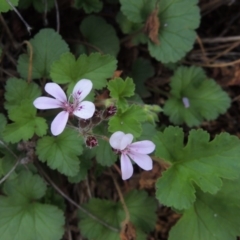 Pelargonium australe (Austral Stork's-bill) at Tuggeranong DC, ACT - 20 Feb 2020 by MichaelBedingfield