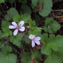 Pelargonium australe (Austral Stork's-bill) at Tuggeranong DC, ACT - 20 Feb 2020 by michaelb