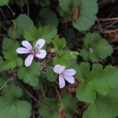 Pelargonium australe (Austral Stork's-bill) at Tuggeranong DC, ACT - 20 Feb 2020 by MichaelBedingfield