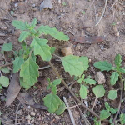 Dysphania pumilio (Small Crumbweed) at Tuggeranong DC, ACT - 20 Feb 2020 by MichaelBedingfield