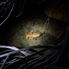 Unidentified Freshwater crustacean at Yadboro, NSW - 7 Jun 2020 by DonnaH