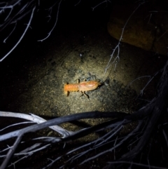 Unidentified at Yadboro, NSW - 7 Jun 2020 by DonnaH