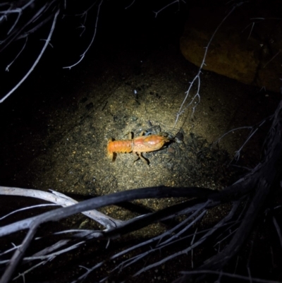 Unidentified Freshwater crustacean at Yadboro, NSW - 7 Jun 2020 by DonnaH