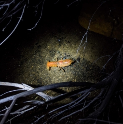 Unverified at Yadboro, NSW - 7 Jun 2020 by DonnaH