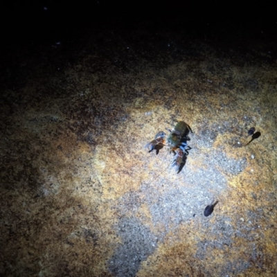 Unidentified Freshwater crustacean at Morton National Park - 7 Jun 2020 by DonnaH