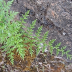 Cheilanthes austrotenuifolia (Rock Fern) at Bullen Range - 20 Feb 2020 by michaelb