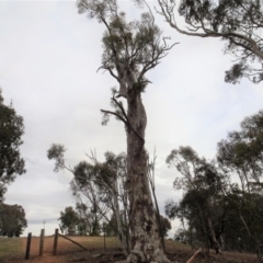 Eucalyptus rossii (Inland Scribbly Gum) at Campbell, ACT - 13 Jun 2020 by AndyRussell