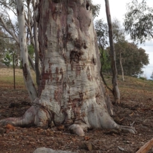 Eucalyptus rossii at Mount Ainslie to Black Mountain - 13 Jun 2020