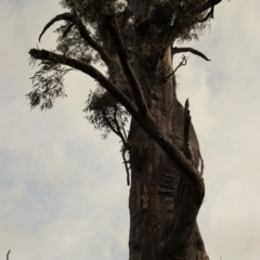 Eucalyptus rossii at Mount Ainslie to Black Mountain - 13 Jun 2020