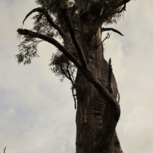 Eucalyptus rossii at Mount Ainslie to Black Mountain - 13 Jun 2020