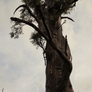Eucalyptus rossii at Campbell, ACT - 13 Jun 2020