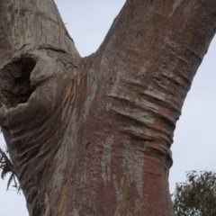 Eucalyptus rossii at Campbell, ACT - 13 Jun 2020