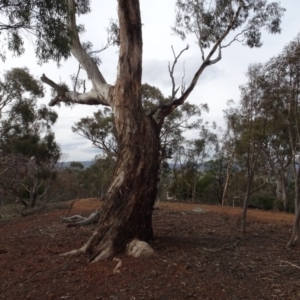 Eucalyptus melliodora at Mount Pleasant - 13 Jun 2020