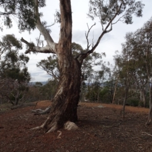 Eucalyptus melliodora at Mount Pleasant - 13 Jun 2020 02:53 PM