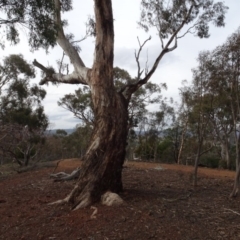 Eucalyptus melliodora (Yellow Box) at Campbell, ACT - 13 Jun 2020 by AndyRussell