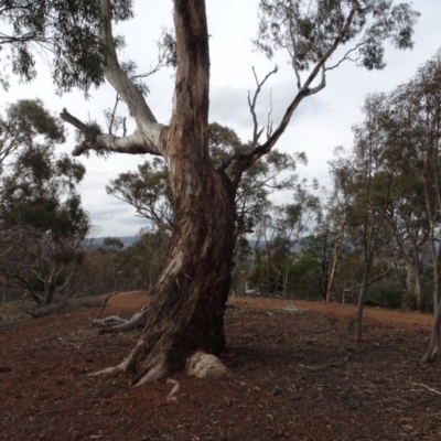 Eucalyptus melliodora (Yellow Box) at Mount Pleasant - 13 Jun 2020 by AndyRussell