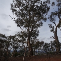 Eucalyptus melliodora at Campbell, ACT - 13 Jun 2020