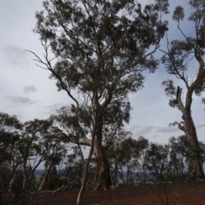 Eucalyptus melliodora at Mount Pleasant - 13 Jun 2020