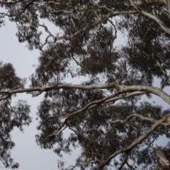 Eucalyptus melliodora at Campbell, ACT - 13 Jun 2020