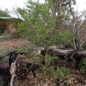 Acacia decurrens at Campbell, ACT - 13 Jun 2020