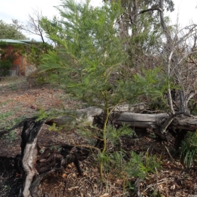 Acacia decurrens (Green Wattle) at Campbell, ACT - 13 Jun 2020 by AndyRussell