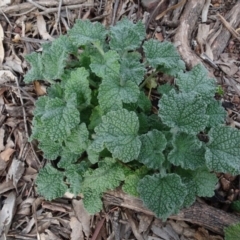 Marrubium vulgare (Horehound) at Campbell, ACT - 13 Jun 2020 by AndyRussell
