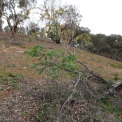 Acacia baileyana (Cootamundra Wattle, Golden Mimosa) at Mount Pleasant - 13 Jun 2020 by AndyRussell
