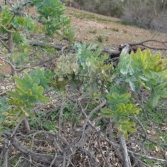 Acacia baileyana at Campbell, ACT - 13 Jun 2020