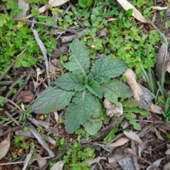 Salvia verbenaca var. verbenaca (Wild Sage) at Campbell, ACT - 13 Jun 2020 by AndyRussell