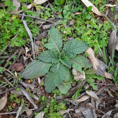 Salvia verbenaca var. verbenaca (Wild Sage) at Campbell, ACT - 13 Jun 2020 by AndyRussell