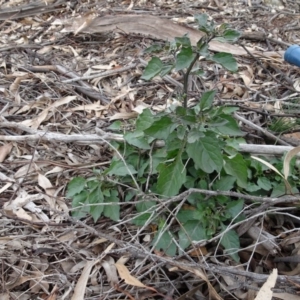 Solanum nigrum at Campbell, ACT - 13 Jun 2020
