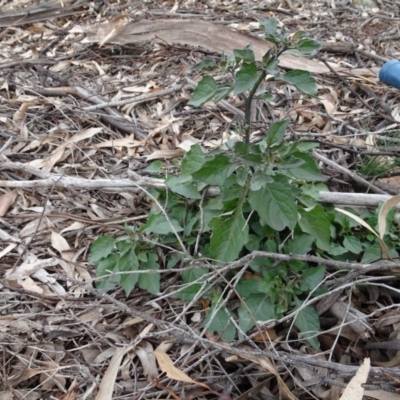 Solanum nigrum (Black Nightshade) at Mount Ainslie to Black Mountain - 13 Jun 2020 by AndyRussell