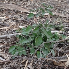 Solanum nigrum at Campbell, ACT - 13 Jun 2020