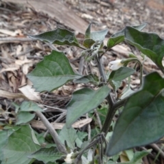 Solanum nigrum at Campbell, ACT - 13 Jun 2020 03:16 PM