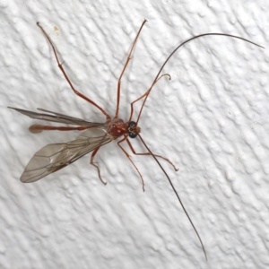 Enicospilus insularis at Ainslie, ACT - 19 Jun 2020