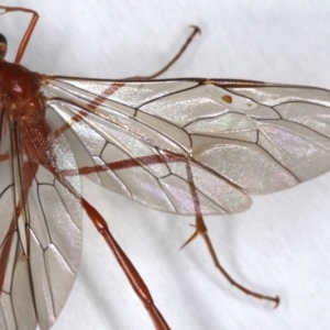 Enicospilus insularis at Ainslie, ACT - 19 Jun 2020