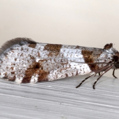 Lepidoscia heliochares (Lepidoscia heliochares) at Ainslie, ACT - 19 Jun 2020 by jbromilow50