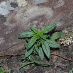 Prostanthera tallowa (A mint bush) at Moollattoo, NSW - 18 Jun 2020 by plants
